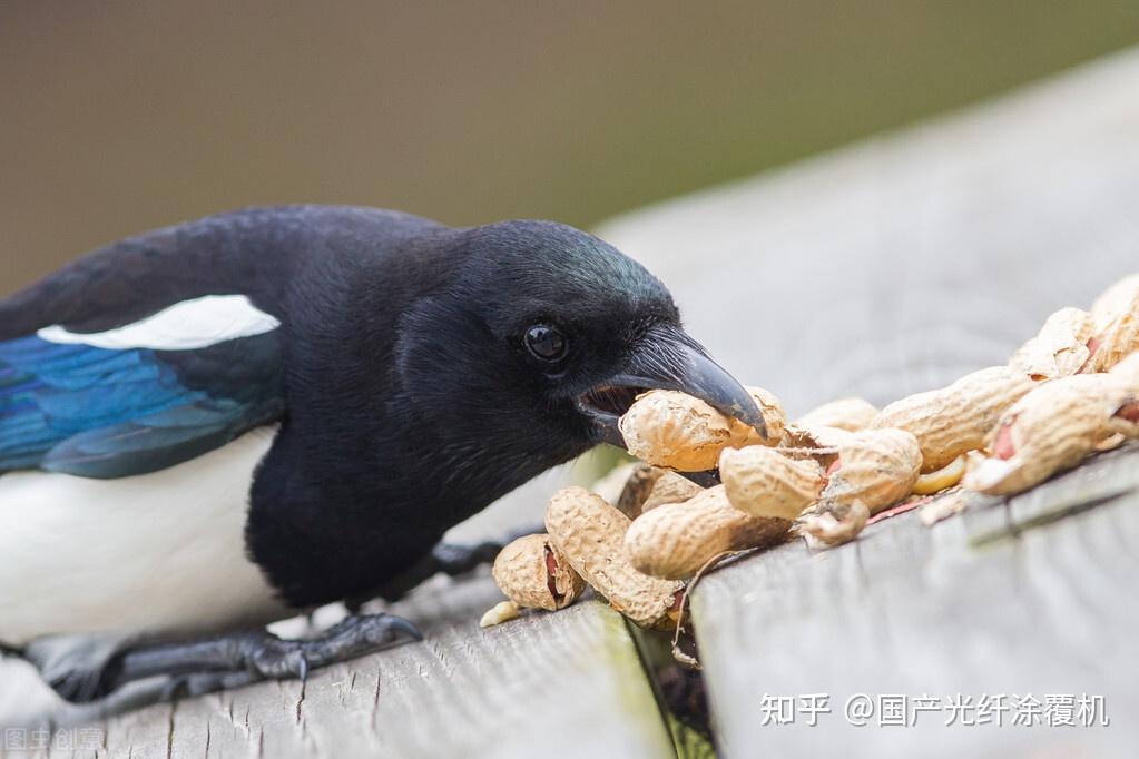 喜鹊凶残散开可抓鸟吃鸡集合可捕鹰斗金雕报复心太重惹不起