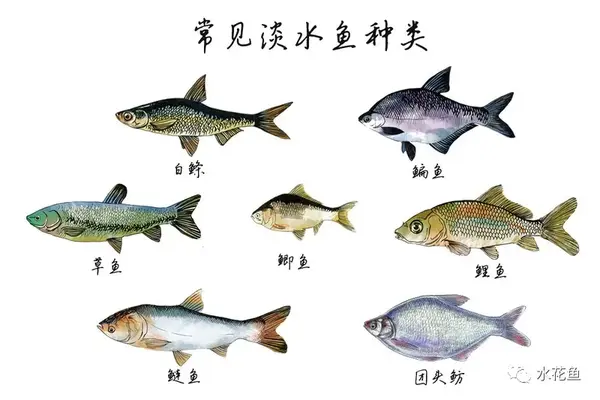 中国淡水鱼类共有1050种 分属18目52科294属 经济价值较高有110余种 纯淡水鱼类967种 海河洄游性鱼类15种 河口性鱼类68种 知乎