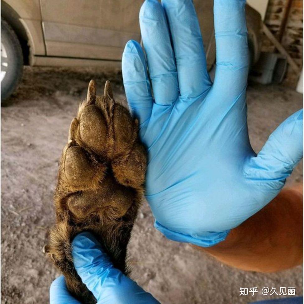 2018年美国疑似捕捉到狈？“狼狈为奸”中的狈，到底是什么动物？ - 知乎