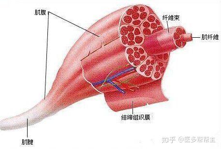 增肌是怎么回事呢 有什么好处 知乎