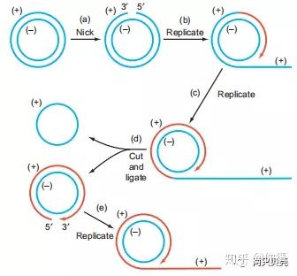 分子生物学 | DNA复制的一般特征 - 知乎