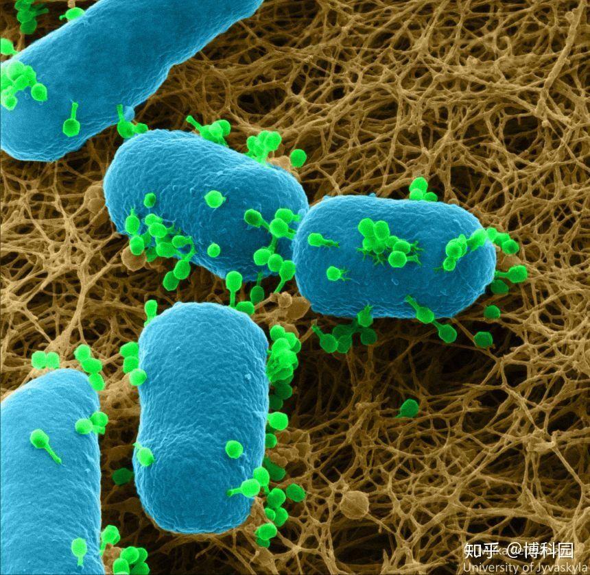 期刊上的研究中,研究了单胞菌,绿脓杆菌的相互作用,它是噬菌体寄生虫