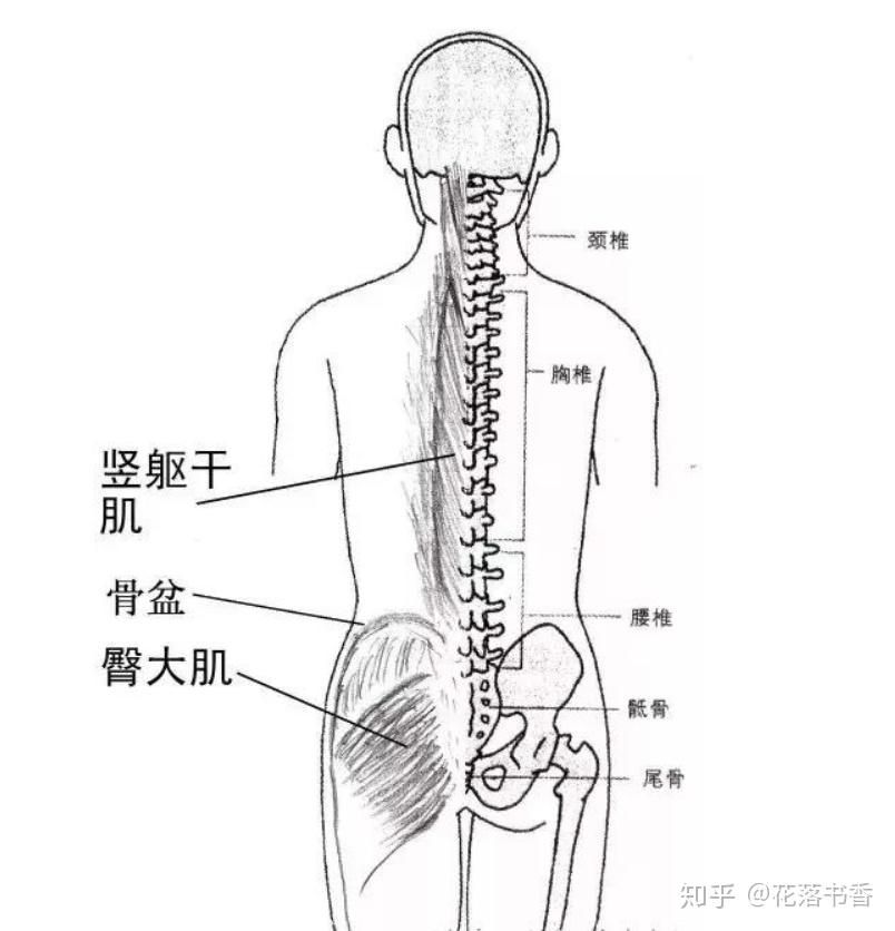 尾椎是联通任督二脉的纽带,现代解刨学发现,尾骨与骶骨相接之处有骶管