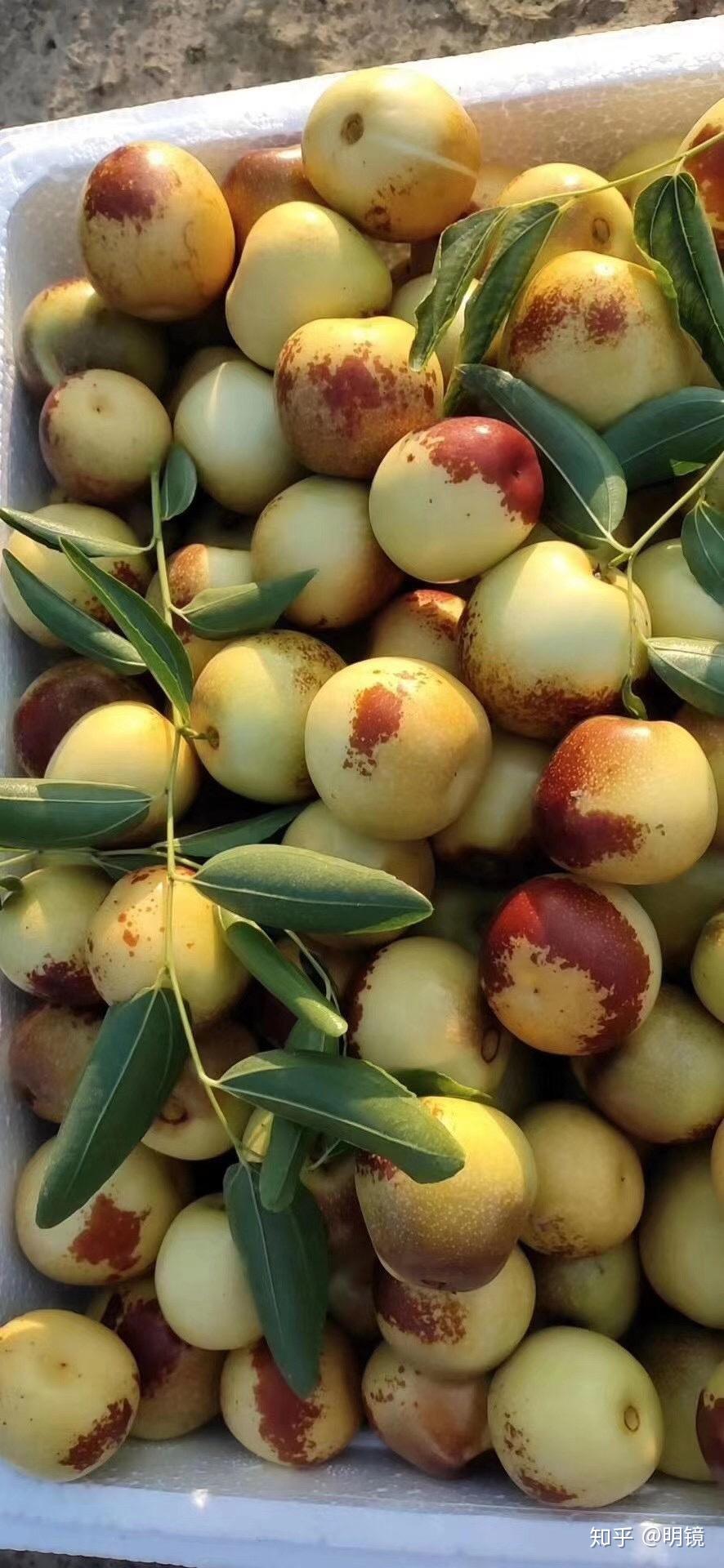 如何吃到正宗的沾化冬枣