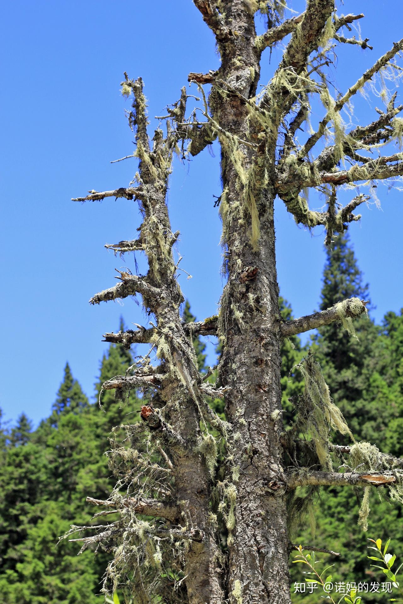 高原不缺氧诺妹的川西自驾游day6黄龙