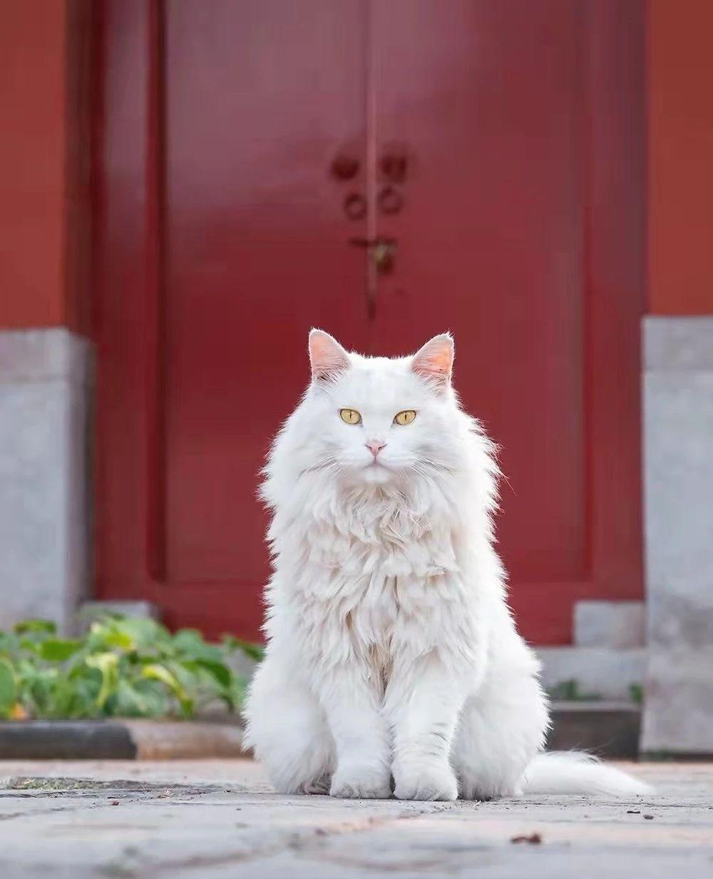 临清狮子猫:国产白猫永远的神! - 知乎