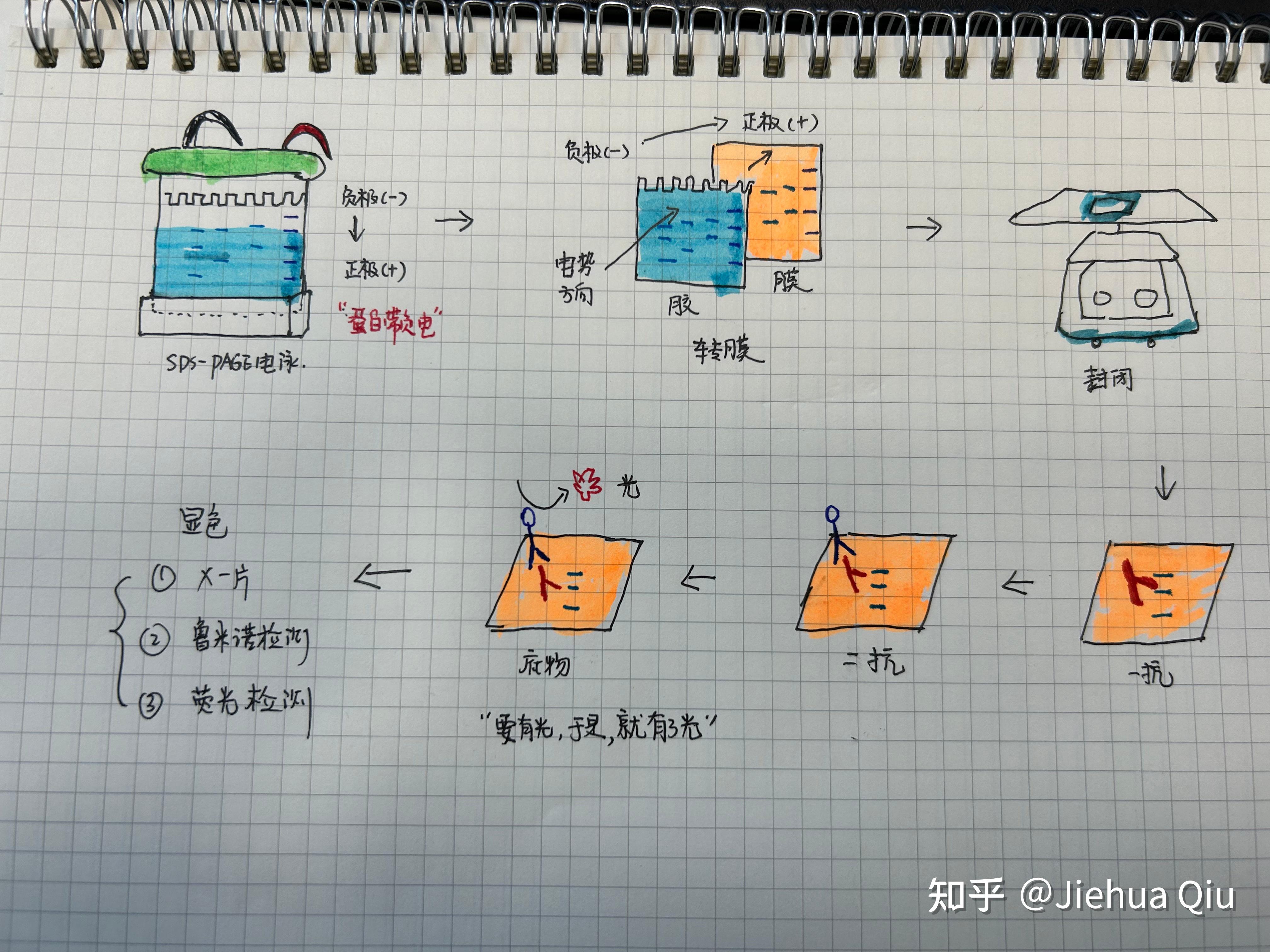 蛋白-蛋白免疫印迹（Western blot） - 知乎