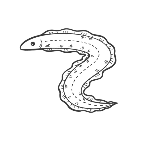 海钓鳗鱼选择夜钓是关键 日本专业海钓入门防波堤钓书籍 知乎 海钓鳗鱼选择夜钓是关键 日本专业海钓入门防波堤钓书籍 知乎