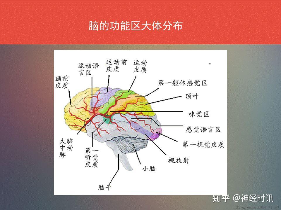 大脑语言区位置图片图片