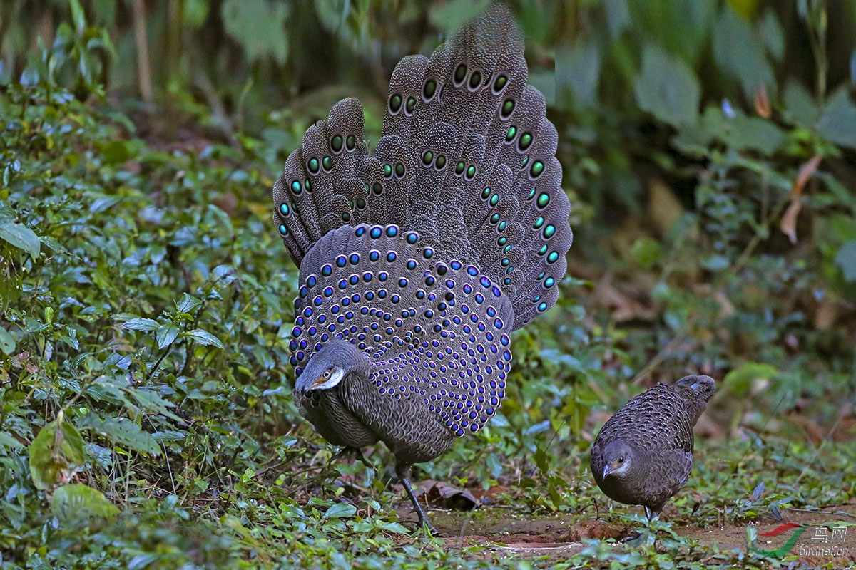 神秘又害羞的海南孔雀雉