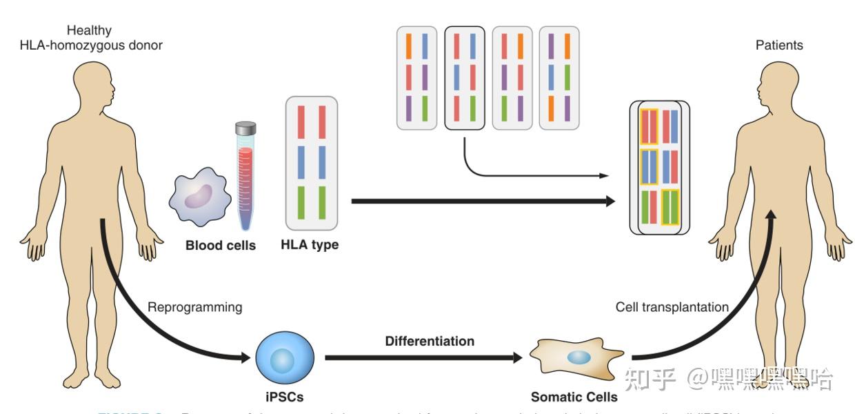 iPSC 综述 | Induced Pluripotent Stem Cells and Their Use in Human Models ...