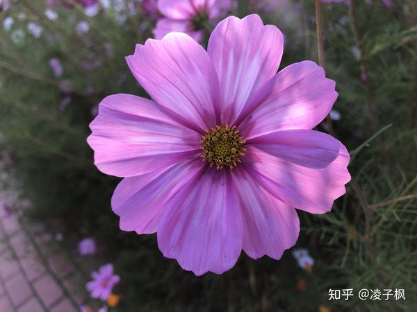 秋天的花🌸 - 知乎
