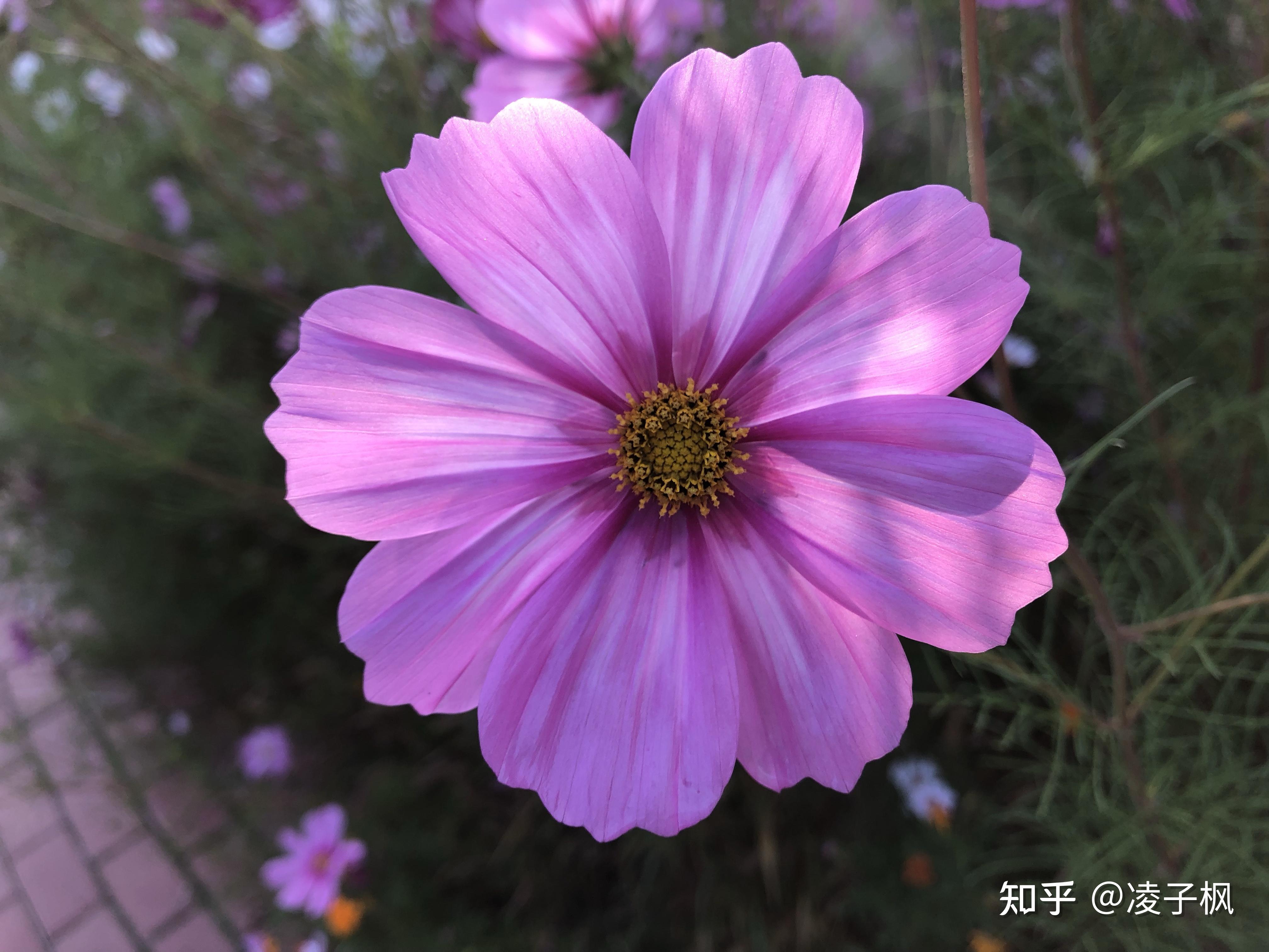 秋天的花🌸 - 知乎