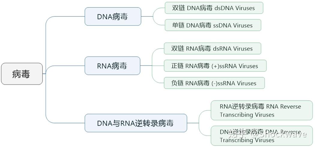 病毒分类中的冠状病毒 - 知乎