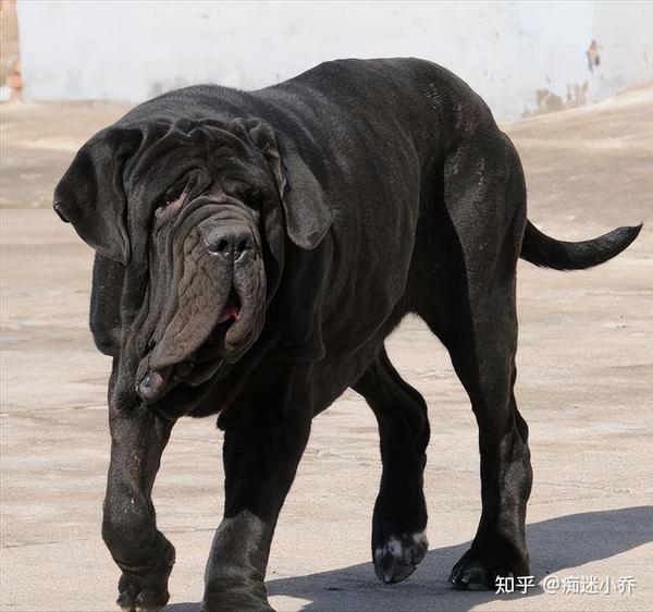 世界公认十大“猛犬”排行榜，见到记得要绕道走！ - 知乎