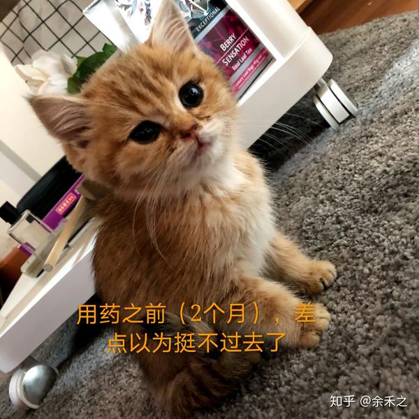 关于 猫传腹 我所了解的一切 知乎