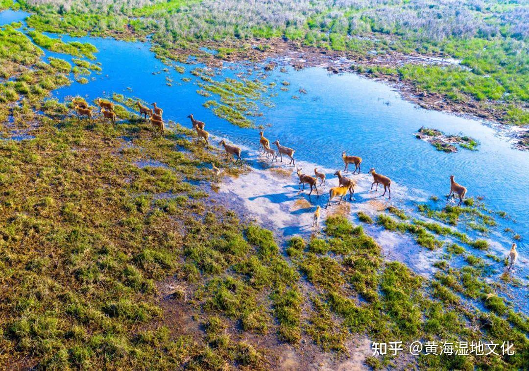 05720高潮位栖息地2020年4月,条子泥景区在离候鸟觅食区最近的围垦