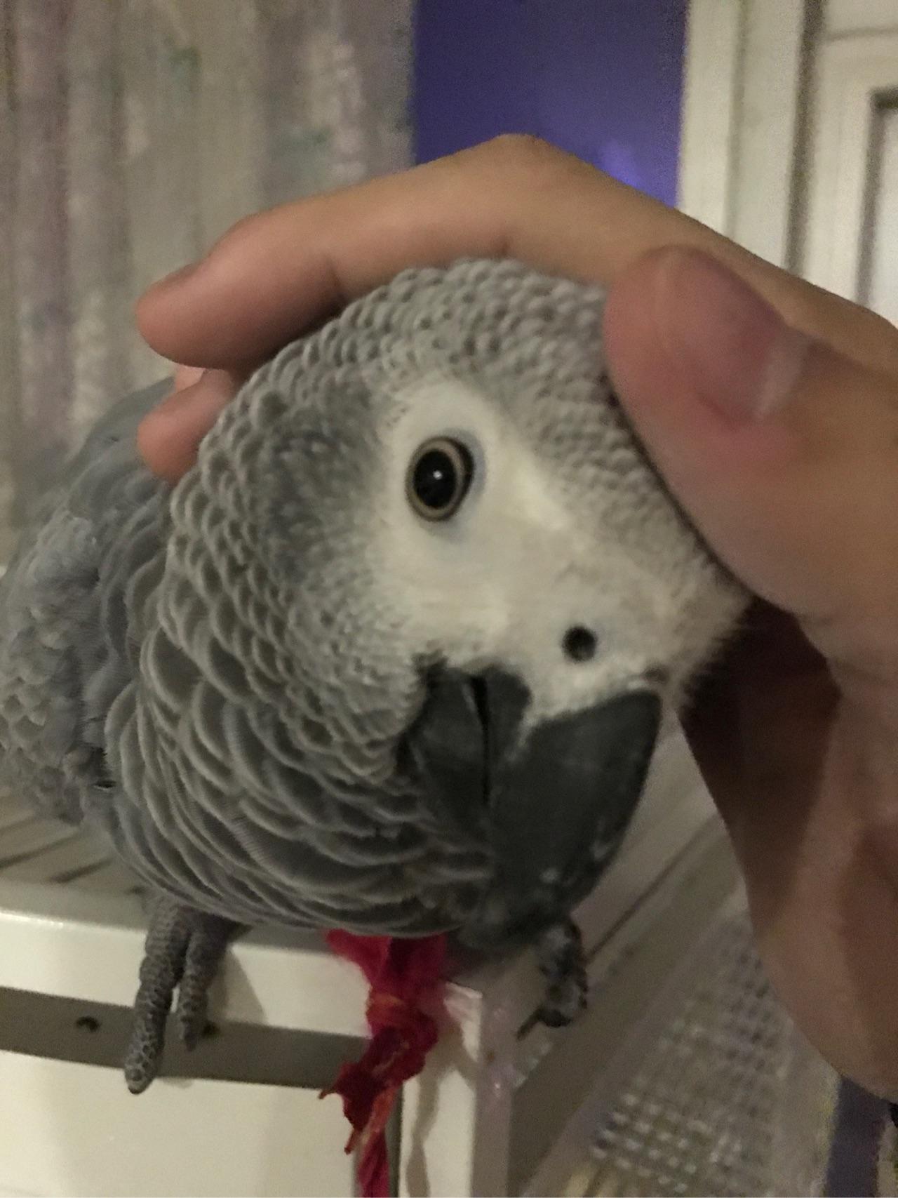 新手适合养刚果灰鹦鹉吗 大概养一只60天大的