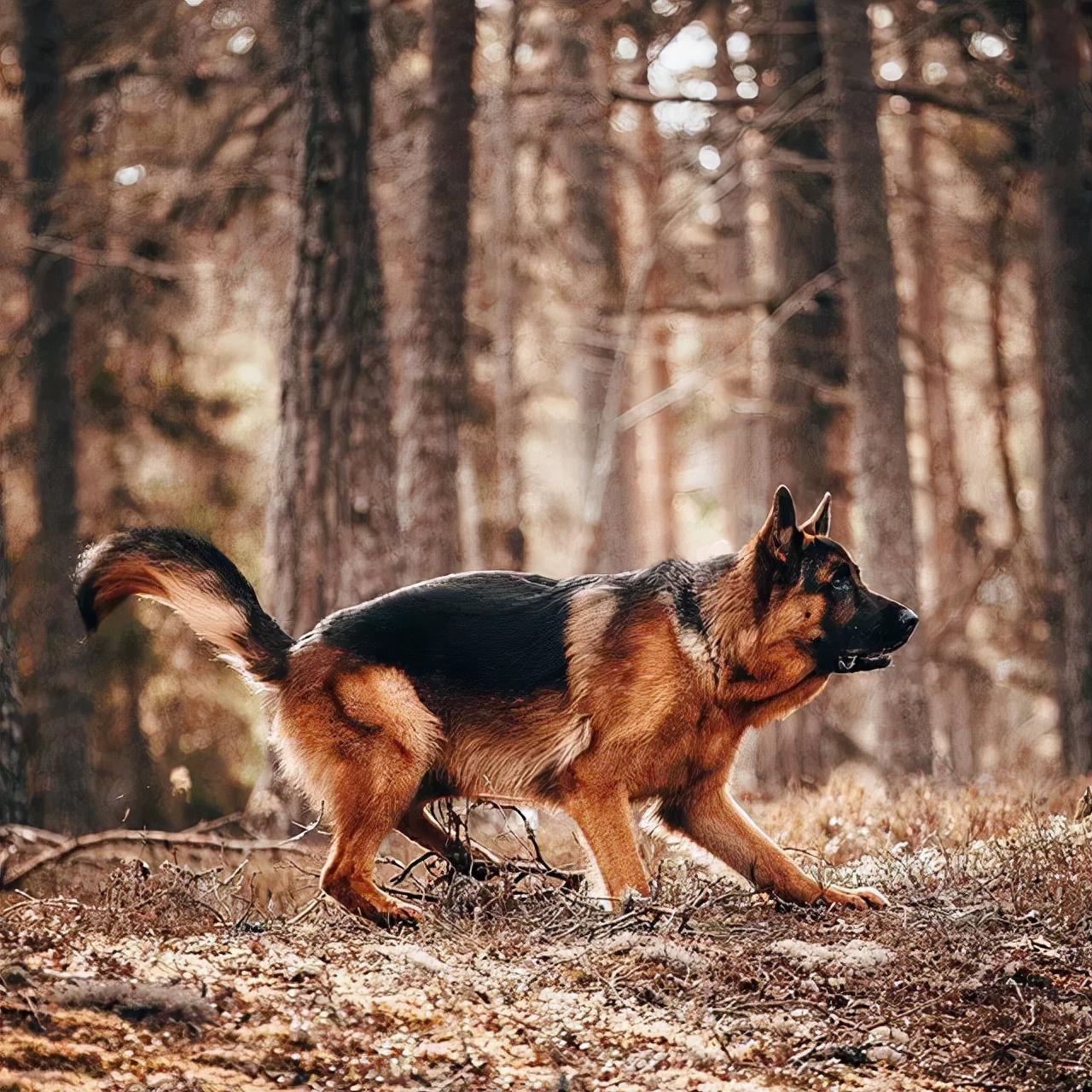 巨型德牧犬图片大全图片