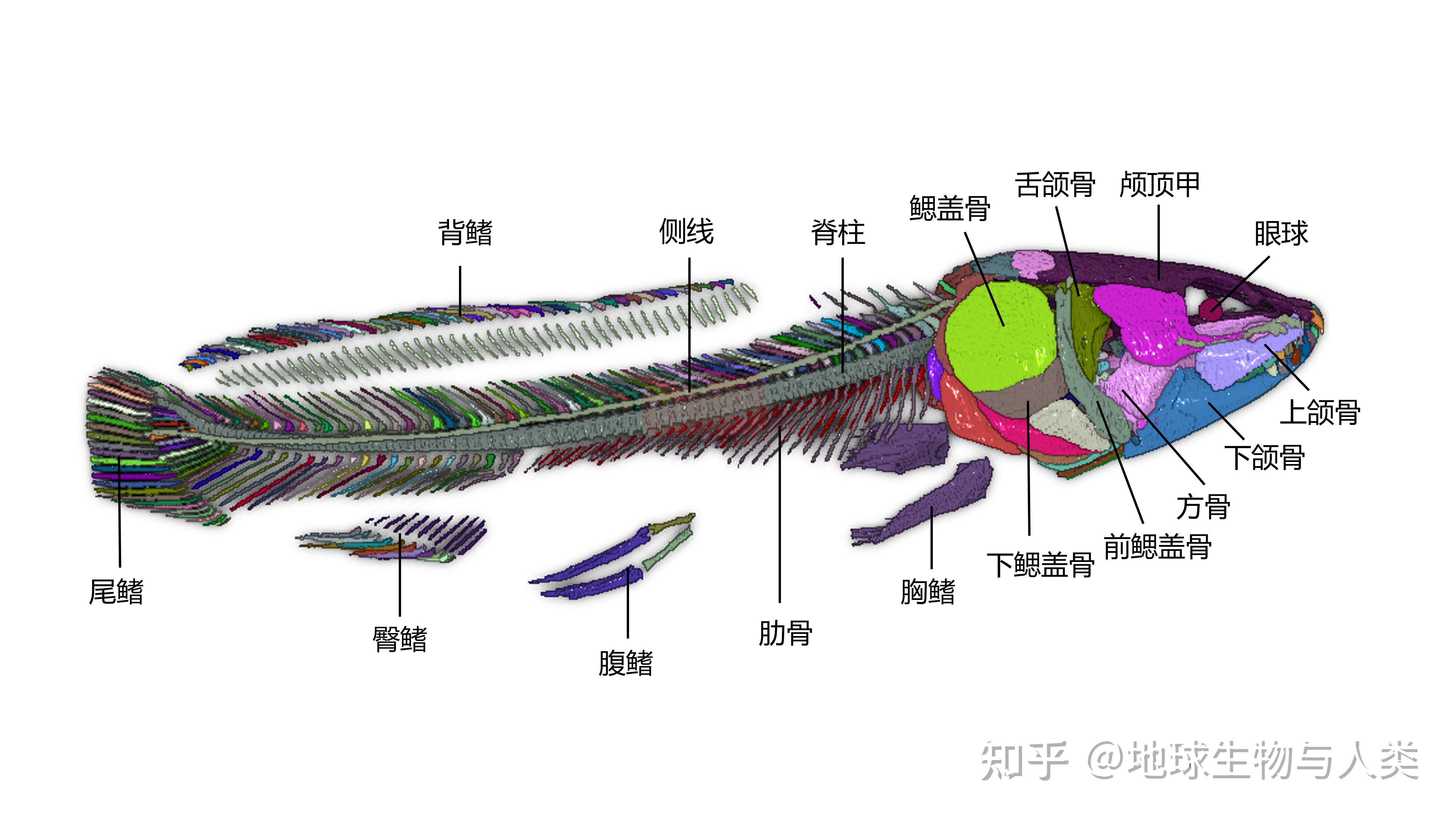 【鱼类全系列】弓鳍鱼目—弓鳍鱼科 - 知乎