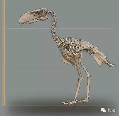 窃鹤,鹰与现代人类头骨对比,可见其巨喙的惊人尺寸.