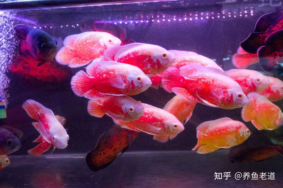 可以選擇和地圖魚混養的觀賞魚,有哪些品種?打架是不可避免的 - 知乎