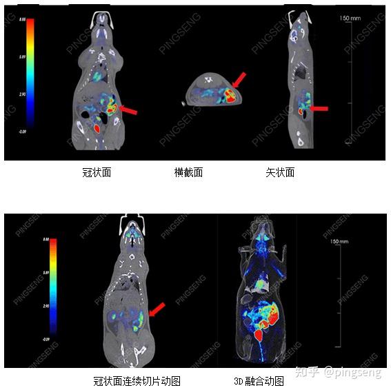 小动物PET/CT在肺、胃、肠道方面的研究 - 知乎
