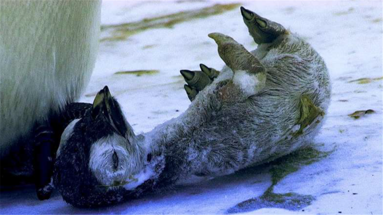 科学家在北极发现猛犸象尸体拿回去研究发现灾难已来临