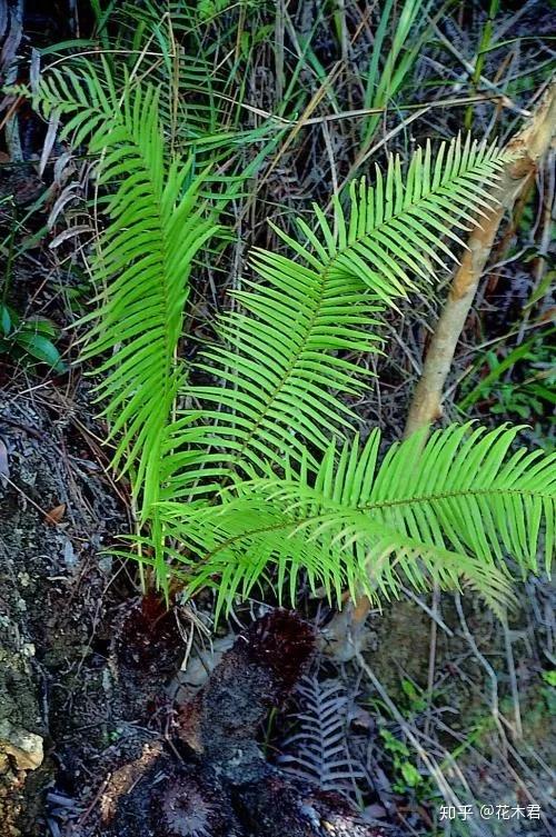 国家Ⅱ级濒危珍稀蕨类植物苏铁蕨