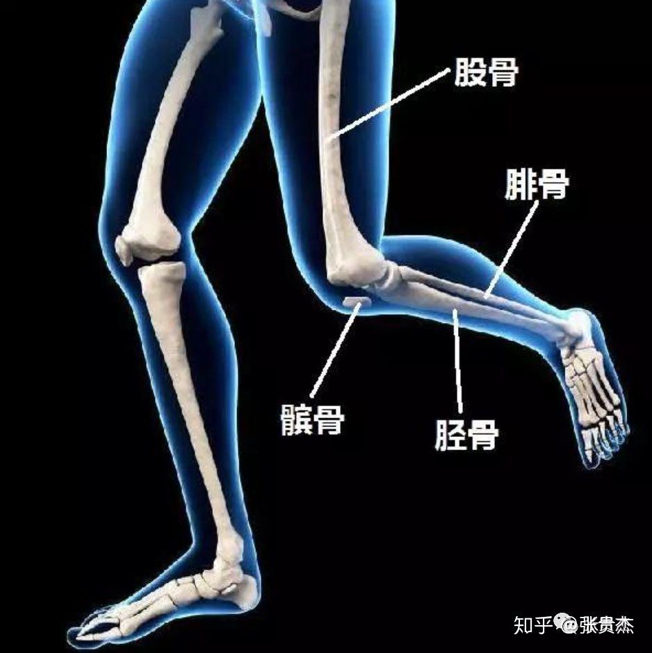 儿童的膝盖骨正常图片图片