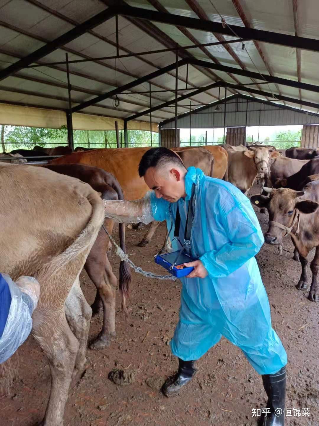 牛用B超机对母牛的妊娠检测 - 知乎
