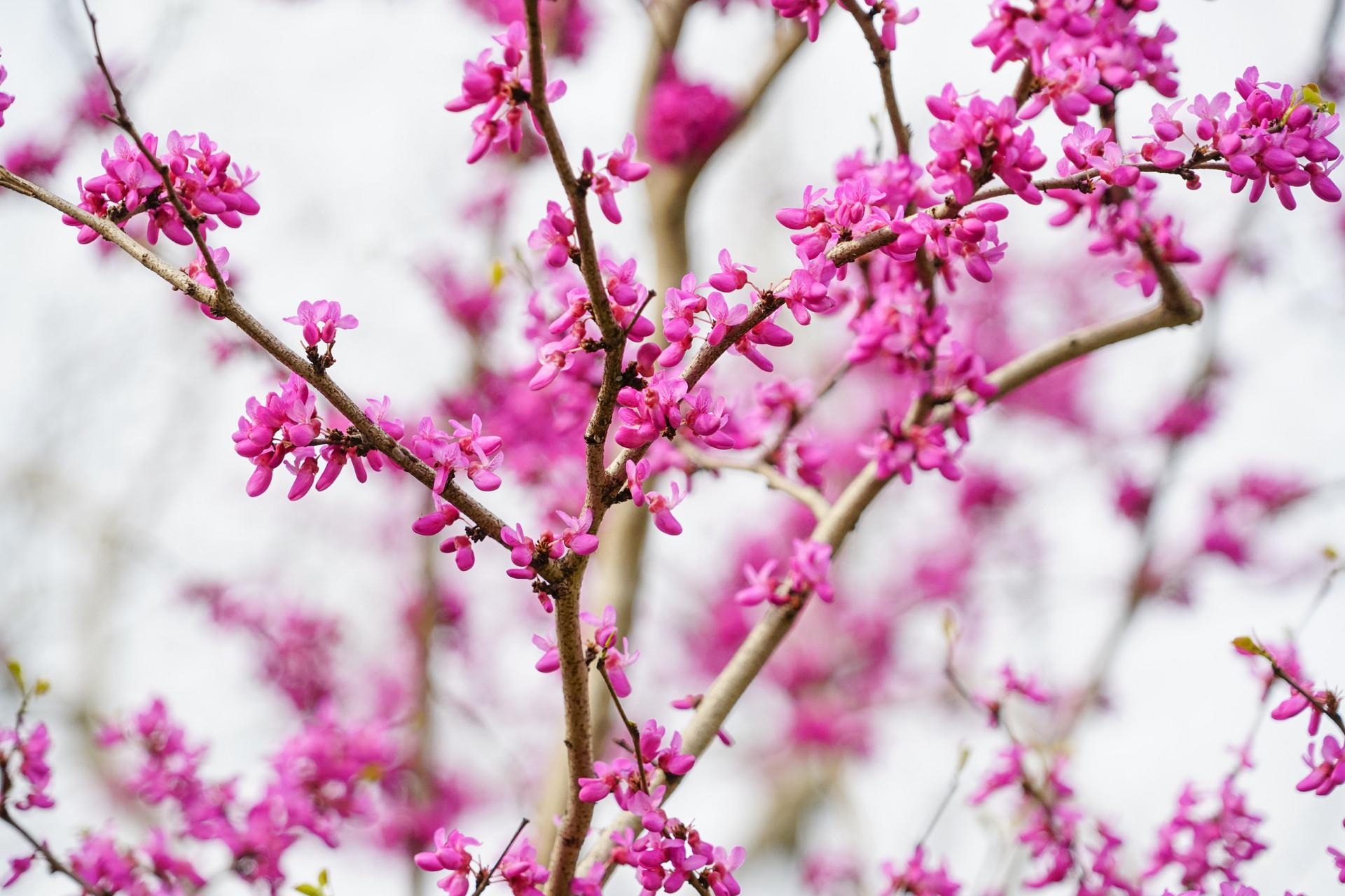 花若盛开蝴蝶自来