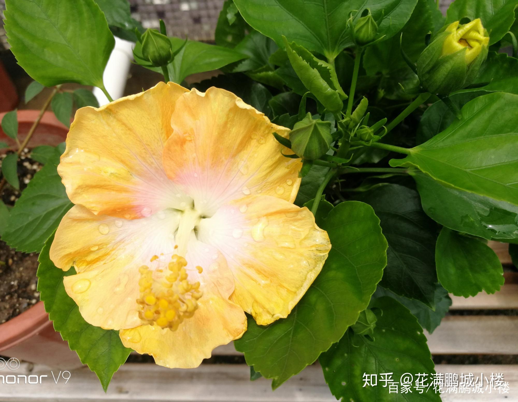 朱瑾花——花大艳丽又皮实耐晒 - 知乎