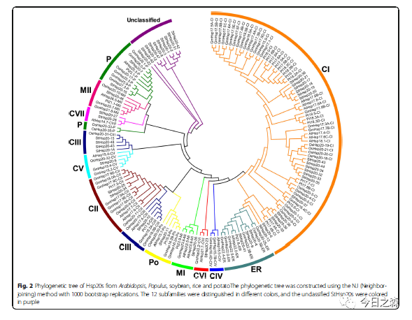 基因家族分析 1 进化树构建与美化 知乎