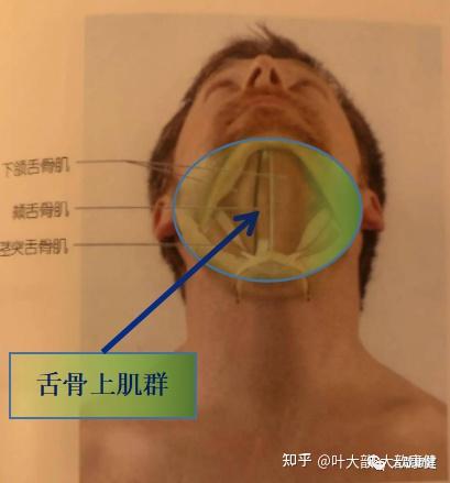从解剖看双下巴自我调整 - 知乎