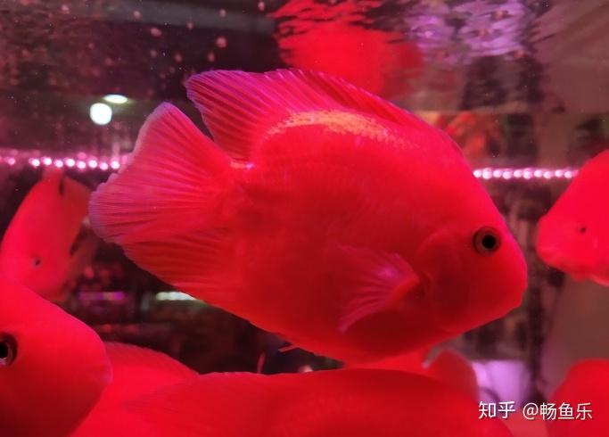 鱼多久能入缸 v2-397fe7cf618028714437796cfbdc4f9b_r.jpg