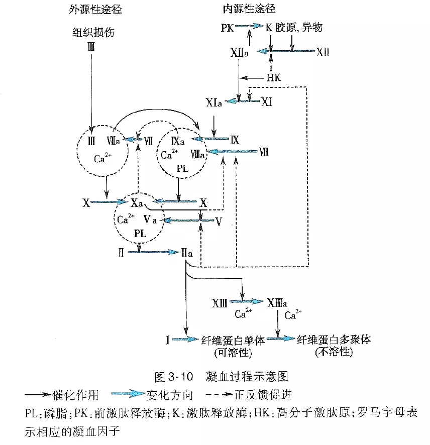 红细胞凝集原理简图图片