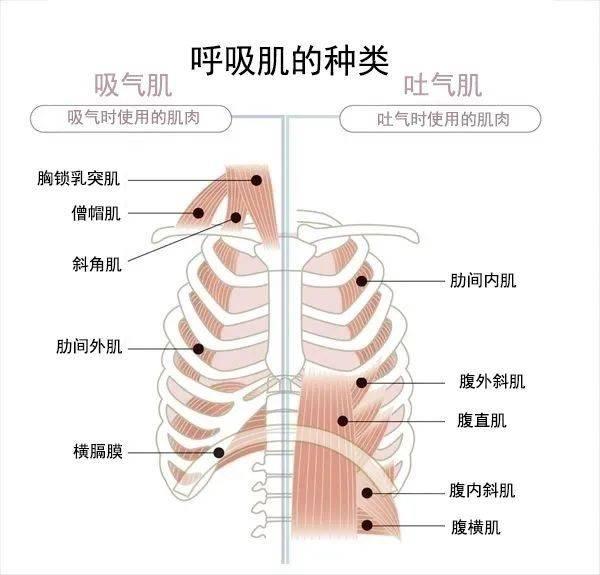 睡眠呼吸暂停综合征根据病因不同分为阻塞性和中枢性两种,但大多数是