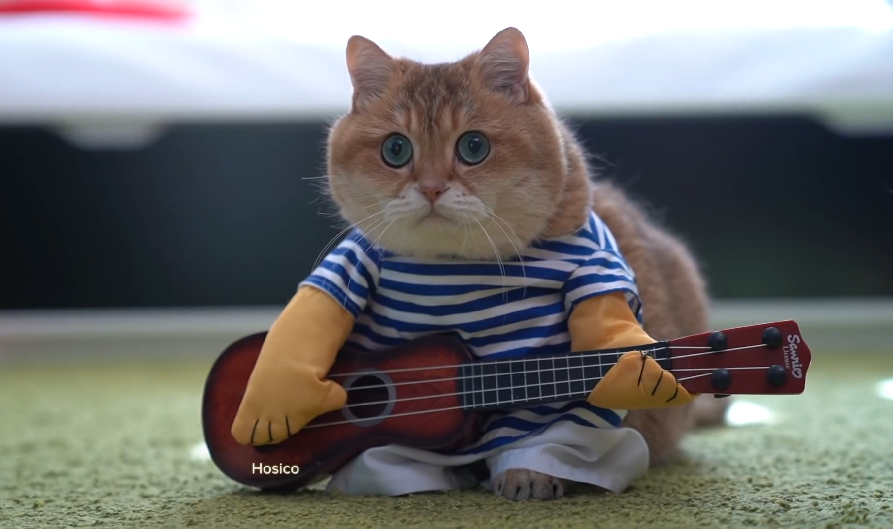 主人拿回猫咪的画像猫咪眼神都变了你有新猫了宠物生活