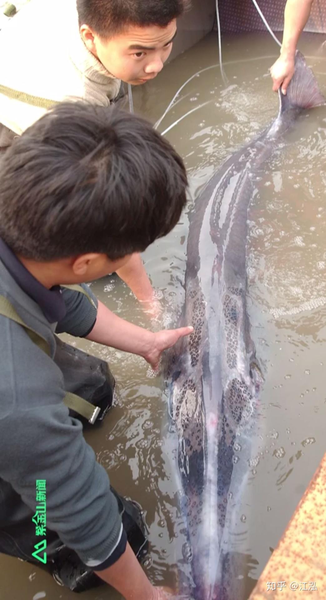 淡水魚