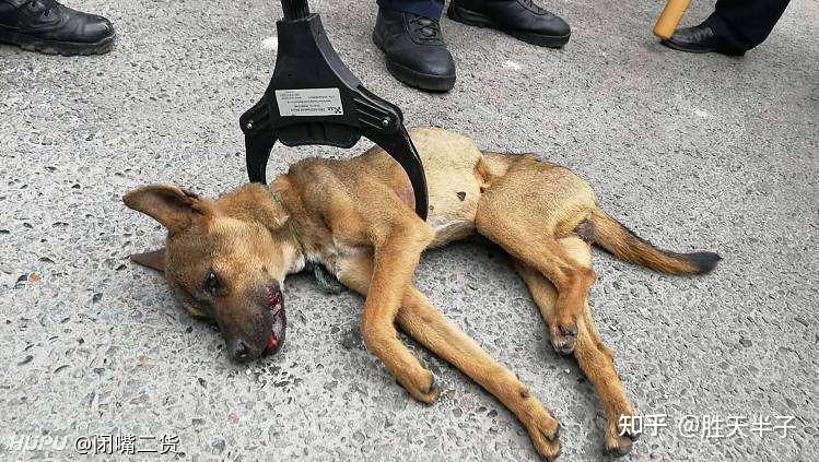 全面捕杀流浪狗，究竟应不应该呢？ - 知乎