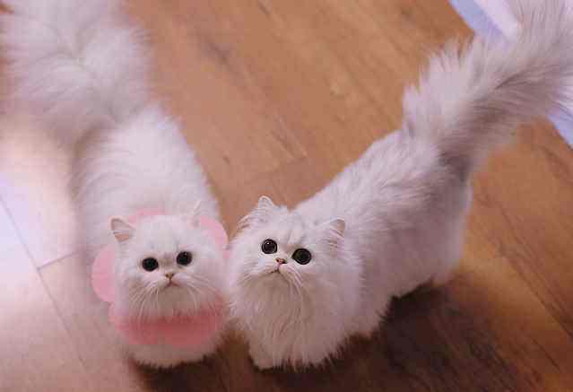 如果猫咪得了种马尾家长该做些什么呢?