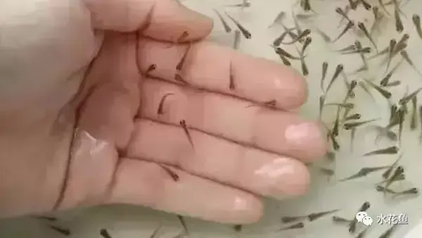1厘米以上的乌仔苗、三五分苗，本图以人的手掌、手指为参照物，显示鱼苗的大小