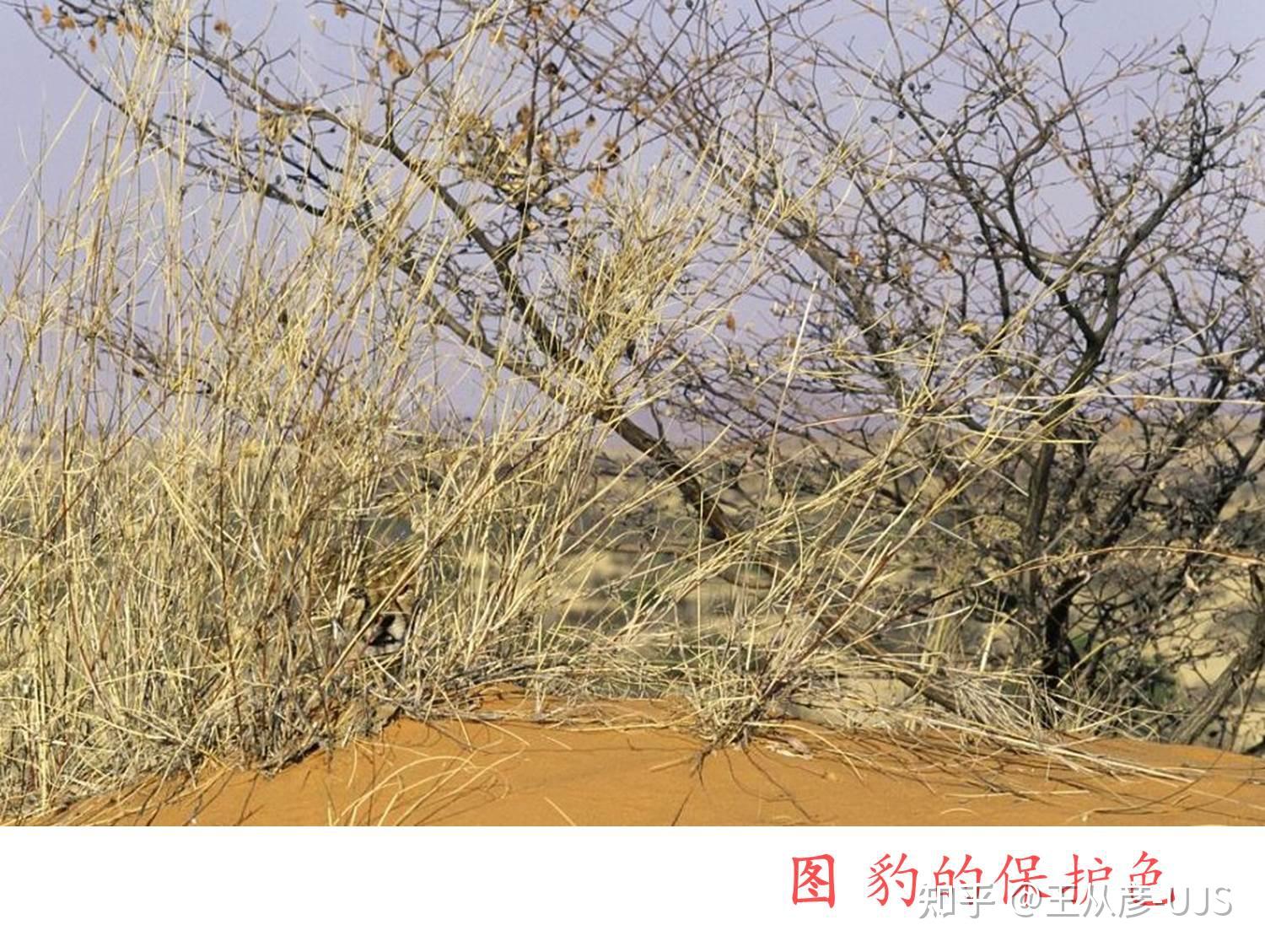 生物拟态/保护色/警戒色图汇