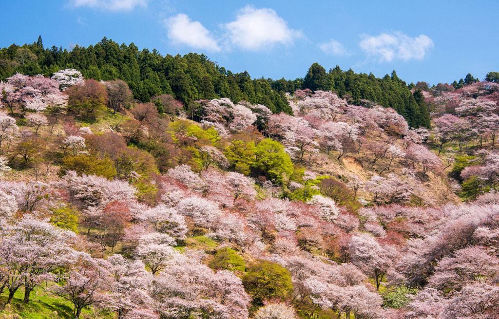 为何拖到最后没房才决定去日本看樱花来一波小众樱花地走起