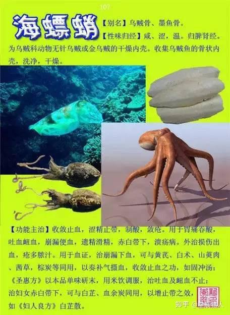 乌贼骨中医世家图片