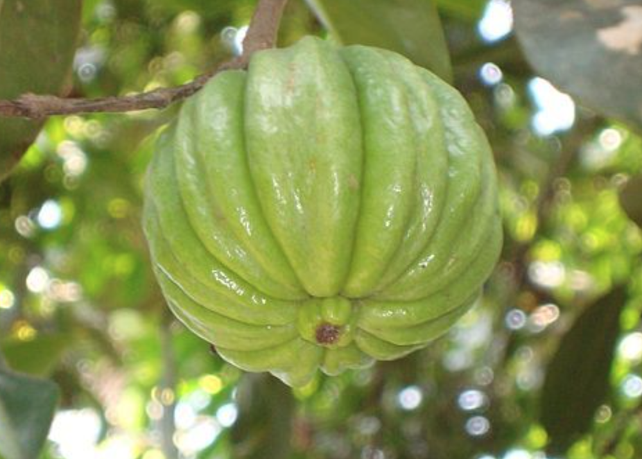 还在用白芸豆阻断碳水法减肥那你可以试试藤黄果既能阻断碳水又能减少