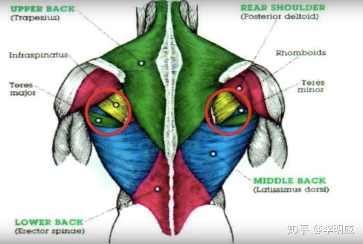 最详细肌肉拉伸教程二：背部拉伸 - 知乎