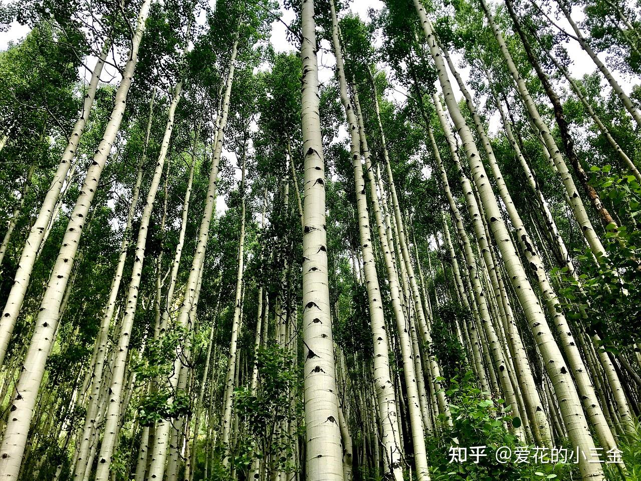 秋冬赏叶植物(十二):桦树 - 知乎