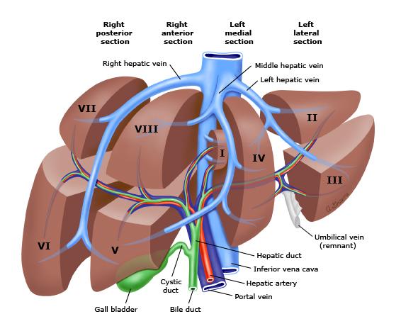 肝脏解剖韧带图片